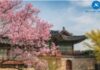 Những địa điểm ngắm hoa Anh Đào tại Seoul