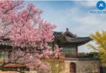 Những địa điểm ngắm hoa Anh Đào tại Seoul