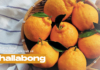 Hallabong – món quà từ thiên nhiên được xem như “quốc bảo” của đảo Jeju