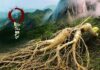 SỰ THẬT LY KÌ CỦA CÂY NHÂN SÂM ” BIẾT ĐI ” HÀN QUỐC