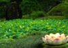 Biểu tượng “Hoa sen” trong văn hóa Hàn Quốc