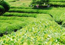 Cánh đồng trà Boseong lớn nhất Hàn Quốc