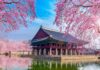 Lễ hội hoa anh đào ở đảo JeJu