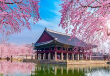 Lễ hội hoa anh đào ở đảo JeJu